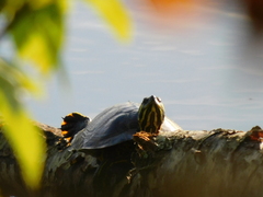 Trachemys scripta scripta