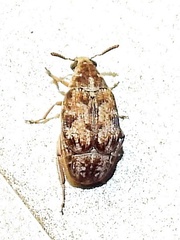 Algarobius bottimeri