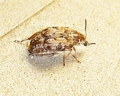 Algarobius bottimeri