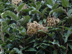 Olearia × macrodonta