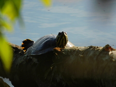 Trachemys scripta scripta