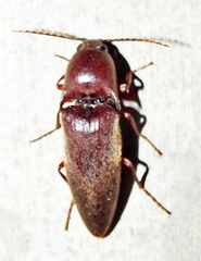 Diplostethus texanus