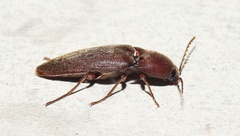 Diplostethus texanus