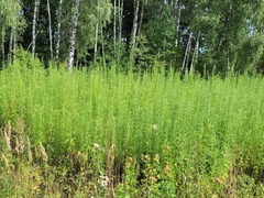 Artemisia selengensis