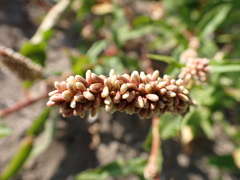 Persicaria maculosa