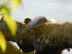 Trachemys scripta scripta