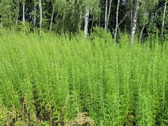 Artemisia selengensis