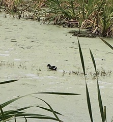 Gallinula galeata