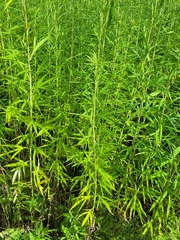 Artemisia selengensis