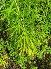 Artemisia selengensis