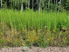 Artemisia selengensis