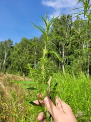 Artemisia selengensis