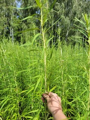 Artemisia selengensis