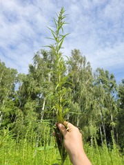 Artemisia selengensis