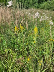 Solidago × niederederi