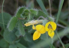 Lotus suaveolens