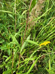 Solidago × niederederi