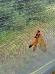 Opheltes glaucopterus barberi