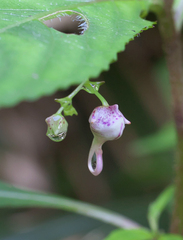 Impatiens hypophylla microhypophylla