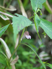 Impatiens hypophylla microhypophylla