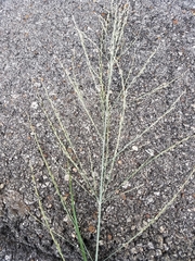 Diplachne fusca