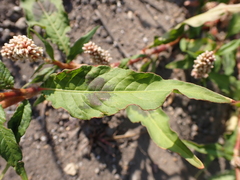 Persicaria maculosa