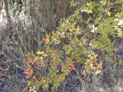 Acer monspessulanum