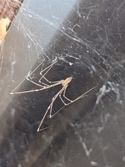 Pholcus phalangioides