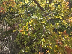 Acer monspessulanum