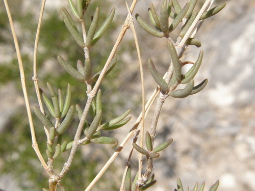 Talinopsis