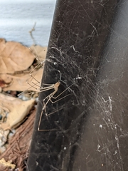 Pholcus phalangioides