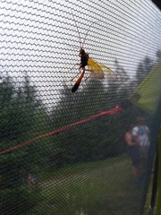 Opheltes glaucopterus barberi