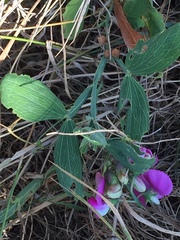 Lathyrus latifolius