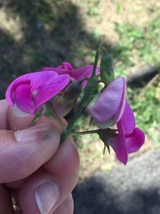Lathyrus latifolius