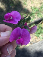 Lathyrus latifolius