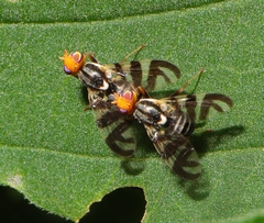 Rhagoletis striatella