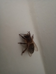 Apis mellifera