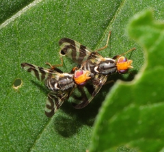 Rhagoletis striatella