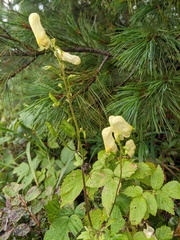 Aconitum umbrosum