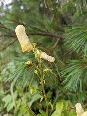 Aconitum umbrosum