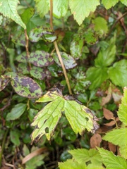 Aconitum umbrosum