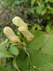 Aconitum umbrosum