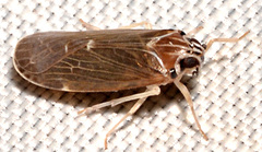 Synecdoche impunctata