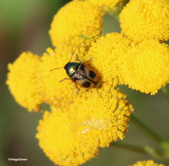 Cryptocephalus laetus