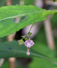 Impatiens hypophylla microhypophylla