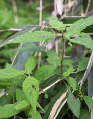 Impatiens hypophylla microhypophylla