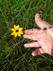 Coreopsis linifolia