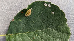 Phyllonorycter stettinensis