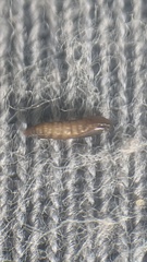 Phyllonorycter stettinensis