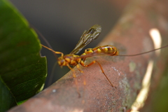 Megarhyssa greenei